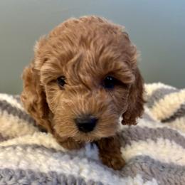 Sadie - Red female Cavapoo puppy in Lititz, Pennsylvania from Painter Puppies