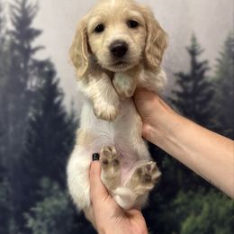 Blue Collar - Cream male Dachshund puppy in Lexington, Kentucky from Wilderness Weenies