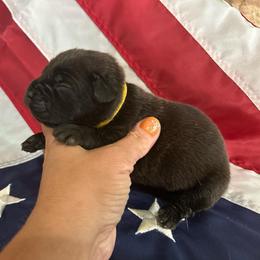 Yellow collar - Black brindle female Cane Corso puppy in Tucson, Arizona from Cane Corso Friends