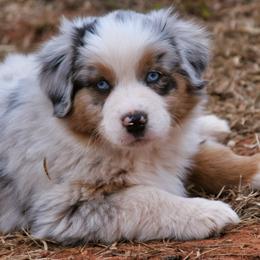 Frost - Blue merle male Australian Shepherd puppy in Tuscola, Texas from Rockin D Ranch