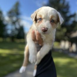 Girl 2 - female Australian Shepherd puppy in Washington from LIT Australian Shepherds