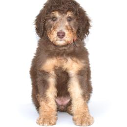 "cece- a silver creek mom" Australian Labradoodle, Bernedoodle, and Goldendoodle All Grown Up from Silver Creek Doodles