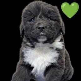 Gray male 1 - Gray male Newfoundland puppy in Burfordville, Missouri from Umfleet Farms