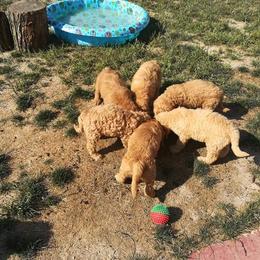 Goldendoodle Puppies from Lu Doodles