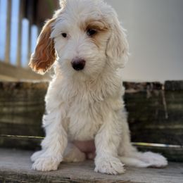 Daphne - Parti female Goldendoodle puppy in Warsaw, Ohio from Lovabledoodles