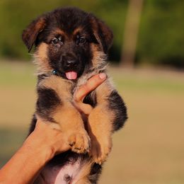 Boy 2 - German Shepherd puppy from Sam's Highest Quality Shepherds