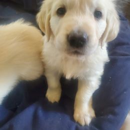 Golden Retriever Puppies from Kansas Prairie Pups