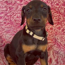 Girl 3 - Black and rust female Doberman Pinscher puppy in Centralia, Missouri from TopSpots Farm