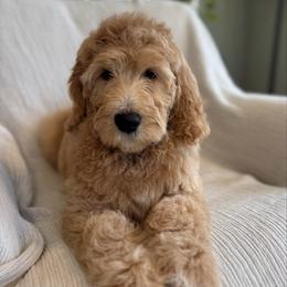 Teal - Apricot female Goldendoodle puppy in Newnan, Georgia from Old Line Doodles