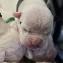 Rolo (White, Ear Patch) - White male American Bulldog puppy in Three Rivers, Michigan from Jemms Kennels