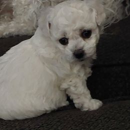 Boy 1 - Bichon Frise puppy from JMs Bichons