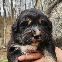 Stellar - Black tri-color female Australian Shepherd puppy in Cable, Ohio from Resolute Aussies