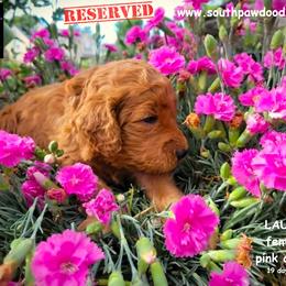 Laura - Red  female Goldendoodle puppy in Greer, South Carolina from South Paw Doodles