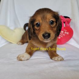 Companion Cross and Dachshund Puppies from Sweet Honey Bunn Hounds