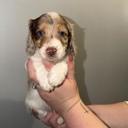 Long hair boy-1 - Dapple male Dachshund puppy in Brookhaven, Mississippi from Southern Grace Doxies