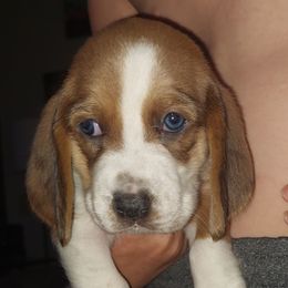 Basset Hounds and Chihuahuas from Hound Ridge Meadows