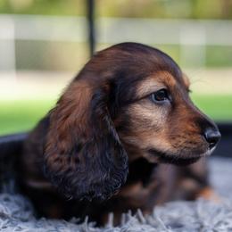 Charmander - Red male Dachshund puppy in Tampa, Florida from EntityDachs