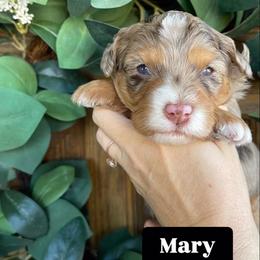 Mary - Chocolate merle female Bernedoodle puppy in Superior, Arizona from Mountain Bridge Doodles