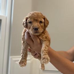 Red - Red  male Goldendoodle puppy in Spring, Texas from The Doodle Den