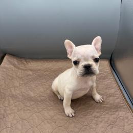 Claudia - Cream female French Bulldog puppy in Largo, Florida from Infinity Frenchies
