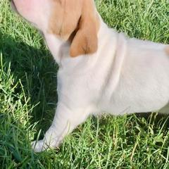 Pointers from Rimrock Pointers