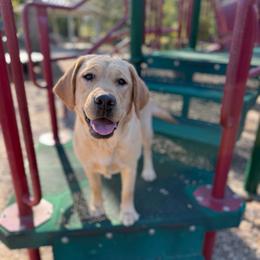 Penny - Yellow female Labrador Retriever puppy in Somerset, California from Cantina Labs and Cavs