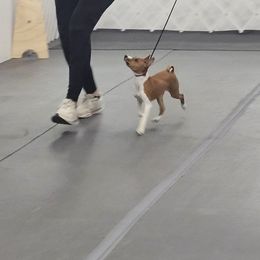 Basenji Puppies from Flutesong Basenjis II