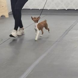 Basenji Puppies from Flutesong Basenjis II