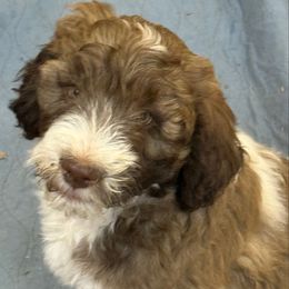 Polly - female Newfypoo puppy in San Antonio, Texas from Mammoth Doodles