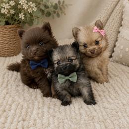 Pomeranian puppies from Pomeranian Puppies