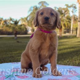 Golden Retriever Puppies from Sunshine Goldens