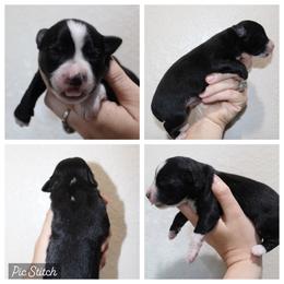 Peach - Black tri female Miniature Australian Shepherd puppy in Iola, Texas from MK Aussies