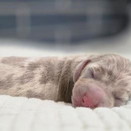 Tinsel - Dapple male Dachshund puppy in Tucson, Arizona from Sweet as Honey Weenies
