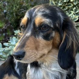 Assorted Doodle Crosses, Dachshunds, and Poodles from Dailey Doodles and Dachshunds