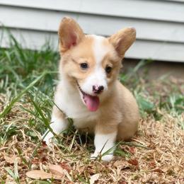 Pembroke Welsh Corgi Puppies from Newlands Insane Danes and Corgis