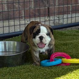 Ron Weasley - Red Collar - Fawn brindle and white male Bulldog puppy in Krum, Texas from K & K Little Blessings