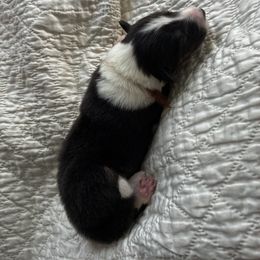 Jasper - Black white and tan male Old Time Scotch Collie puppy in Alexander, North Carolina from The Fiddlesticks Farm