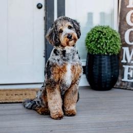 Bentley - Goldendoodle
