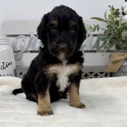 Snickerdoodle - Phantom female Bernedoodle puppy in Hegins, Pennsylvania from Bubbling Springs Doodles, LLC