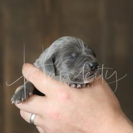 Tilly - Blue female Great Dane puppy in Denison, Texas from Hundeity Great Danes