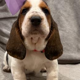 Anna - Black white and brown female Basset Hound puppy in Monterey, Tennessee from Southern Belles Bassets