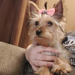 Yuki - Yorkshire Terrier