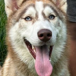Girl 3 - Red and white Siberian Husky puppy in Columbus, Ohio from Jamuison’s Siberian Huskies