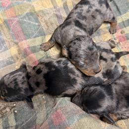 Dachshund puppies from Keen's Dachshunds