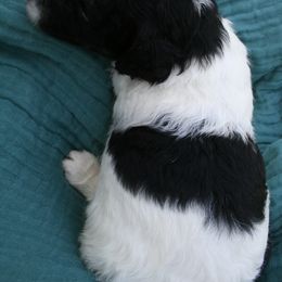 "Cedar at 3 weeks old" Poodle Puppies from Amazing Grace Standard Poodles