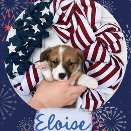 Eloise Bridgerton - Sable and white female American Corgi puppy in Lake Havasu City, Arizona from London Bridge Corgis