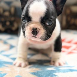 Strawberry - Brindle and white female French Bulldog puppy in Washington, Pennsylvania from Crooked Pine French Bulldogs