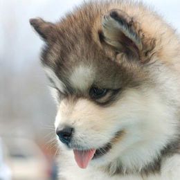 Alaskan Malamutes from Tol Istari Alaskan Malamutes
