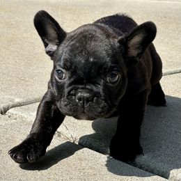 French Bulldog Puppies from Churchill Frenchies