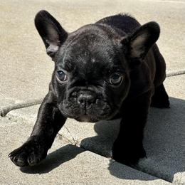 French Bulldog Puppies from Churchill Frenchies
